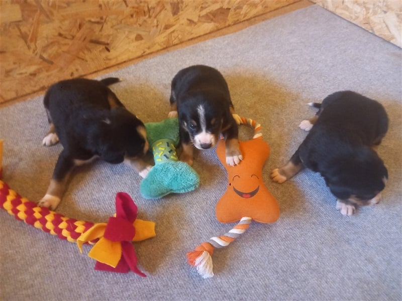 Entlebucher Sennenhund-Welpen "vom Zwergenstübchen" mit Ahnentafel