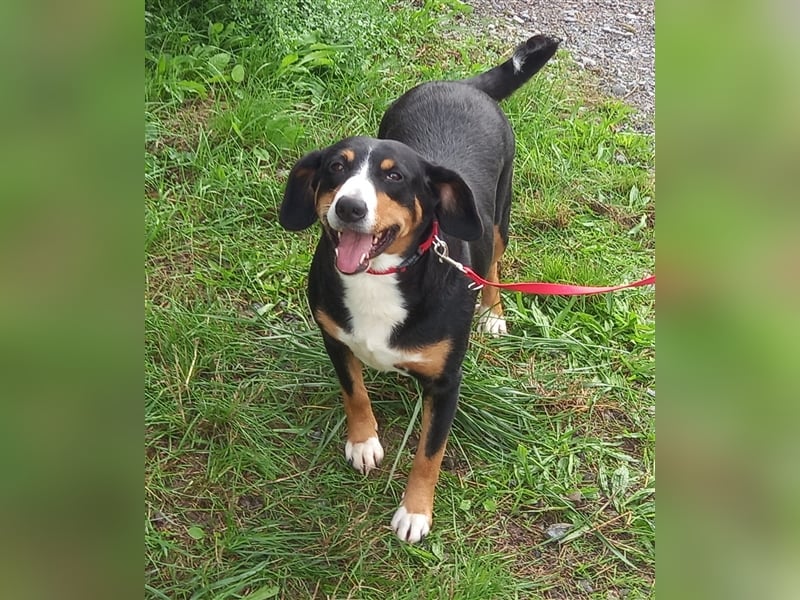 Entlebucher Sennenhund-Welpen "vom Zwergenstübchen" mit Ahnentafel
