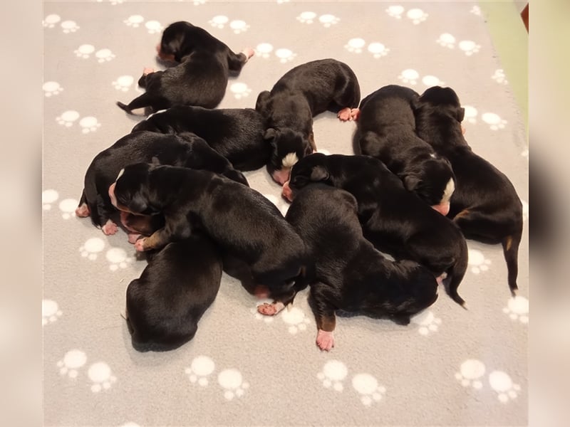 Entlebucher Sennenhund-Welpen "vom Zwergenstübchen" mit Ahnentafel