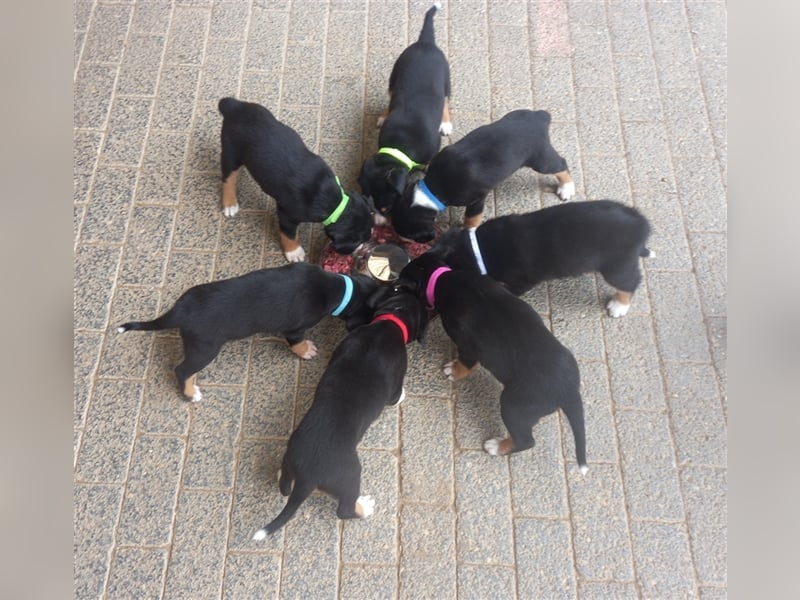 Entlebucher Sennenhund-Welpen "vom Zwergenstübchen" mit Ahnentafel