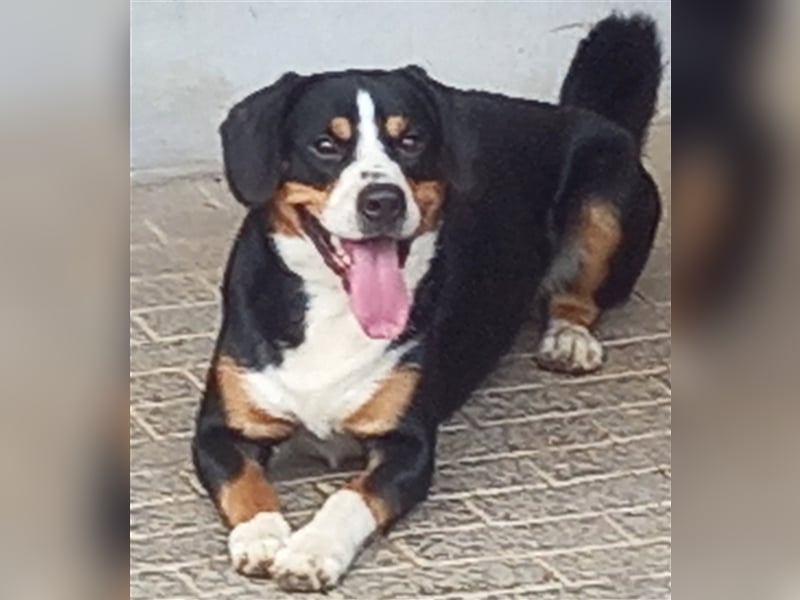Entlebucher Sennenhund-Welpen "vom Zwergenstübchen" mit Ahnentafel