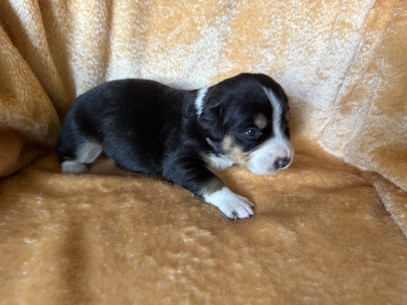 Entlebucher Sennenhund Welpen