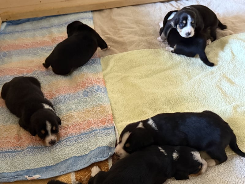 Entlebucher Sennenhund Welpen