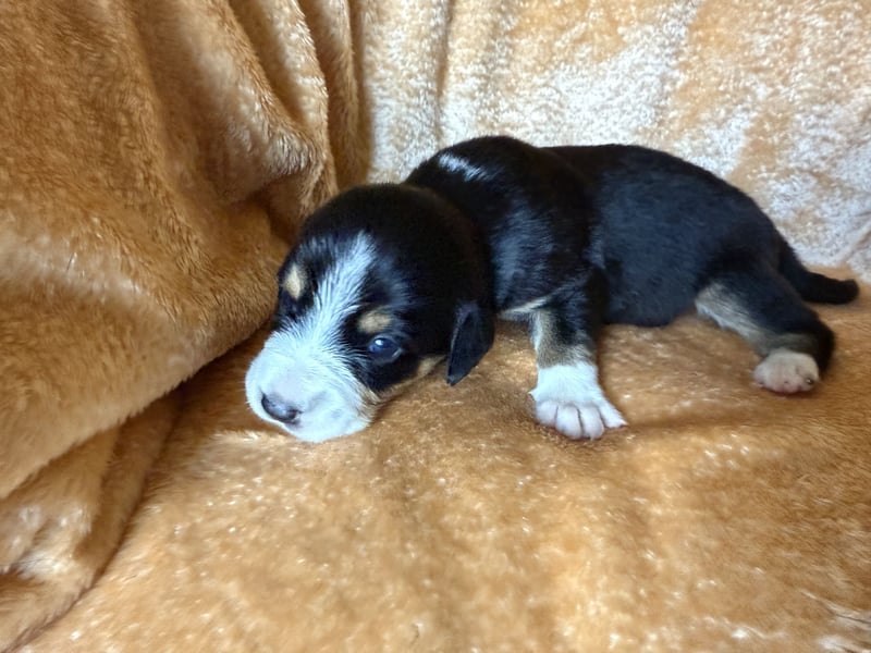 Entlebucher Sennenhund Welpen