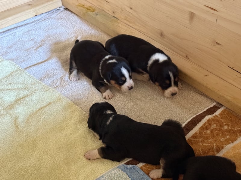 Entlebucher Sennenhund Welpen