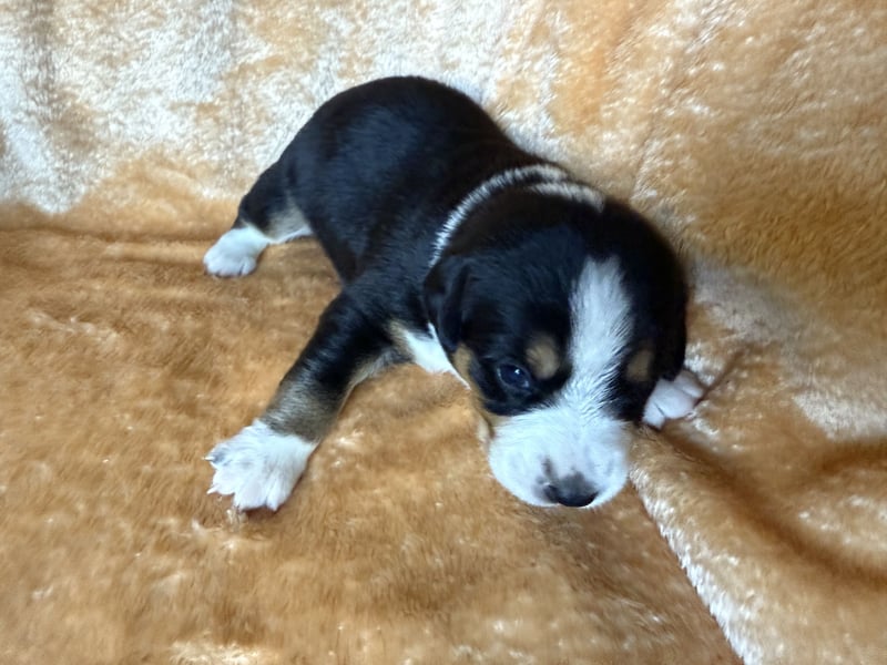 Entlebucher Sennenhund Welpen