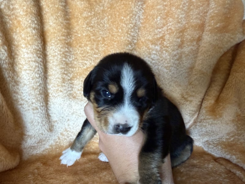 Entlebucher Sennenhund Welpen