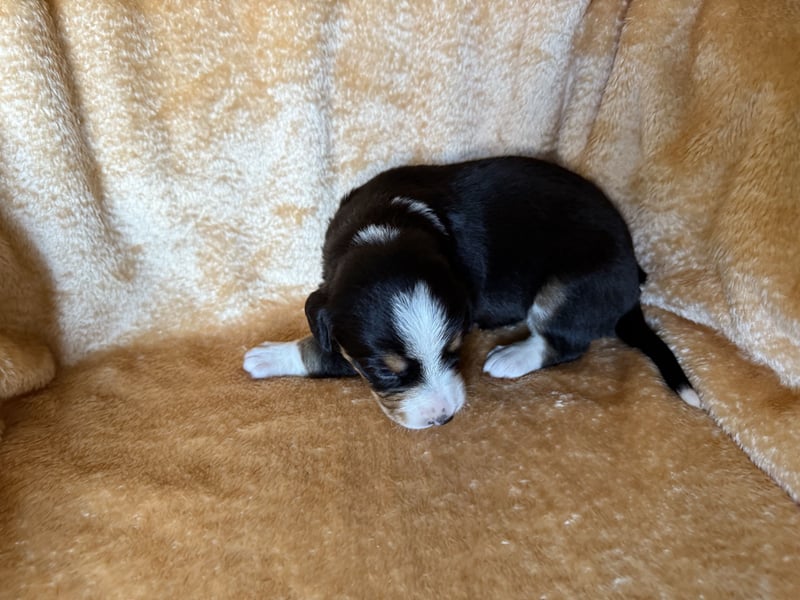 Entlebucher Sennenhund Welpen