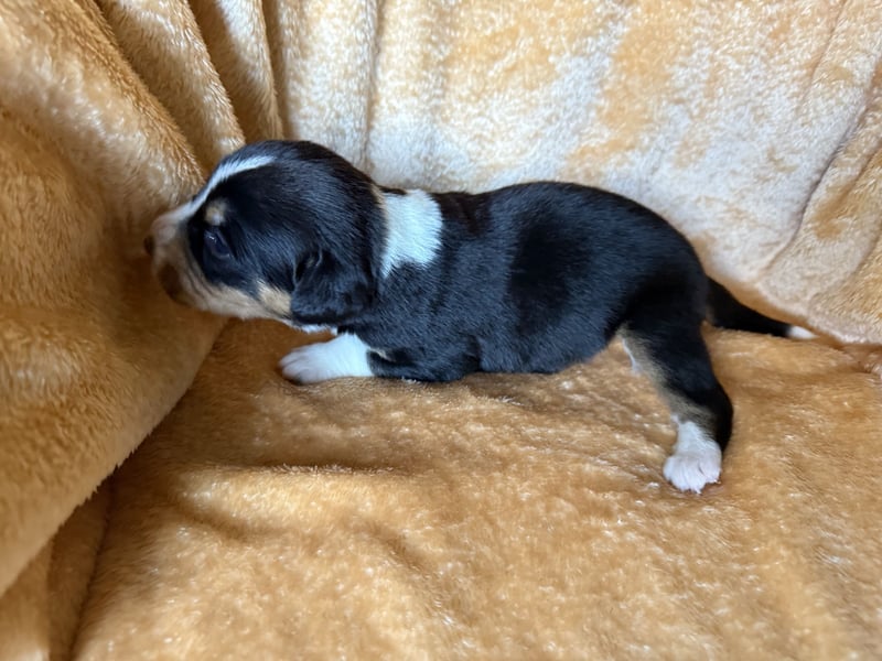 Entlebucher Sennenhund Welpen