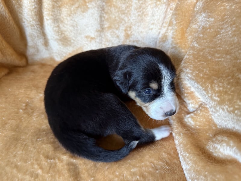 Entlebucher Sennenhund Welpen