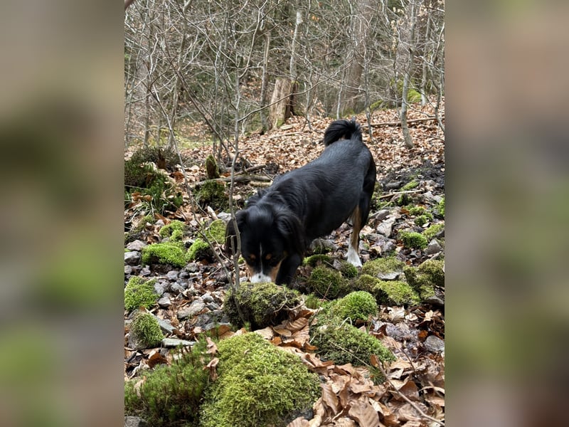 Entlebucher Sennenhund Welpen
