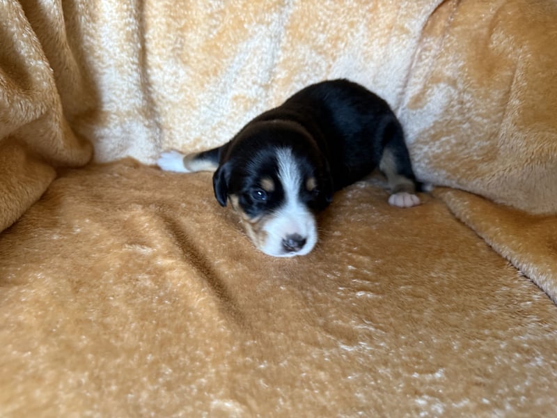 Entlebucher Sennenhund Welpen
