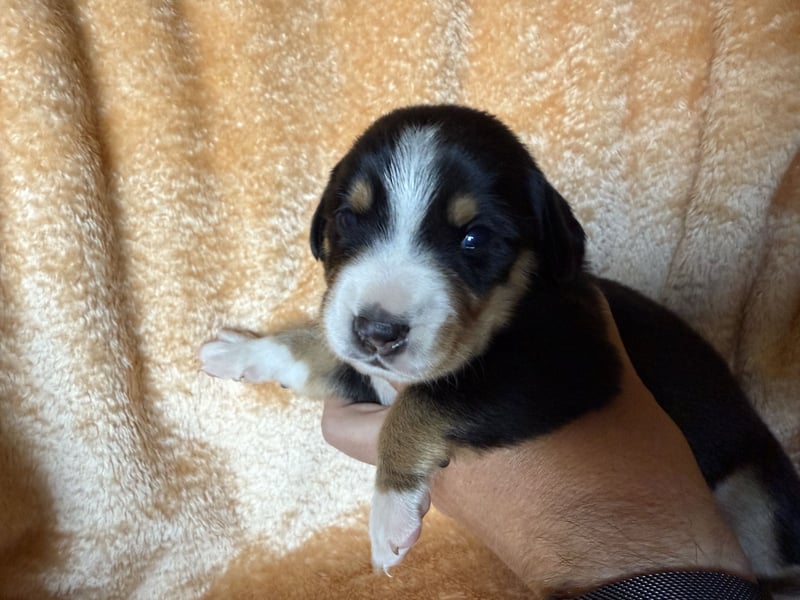 Entlebucher Sennenhund Welpen