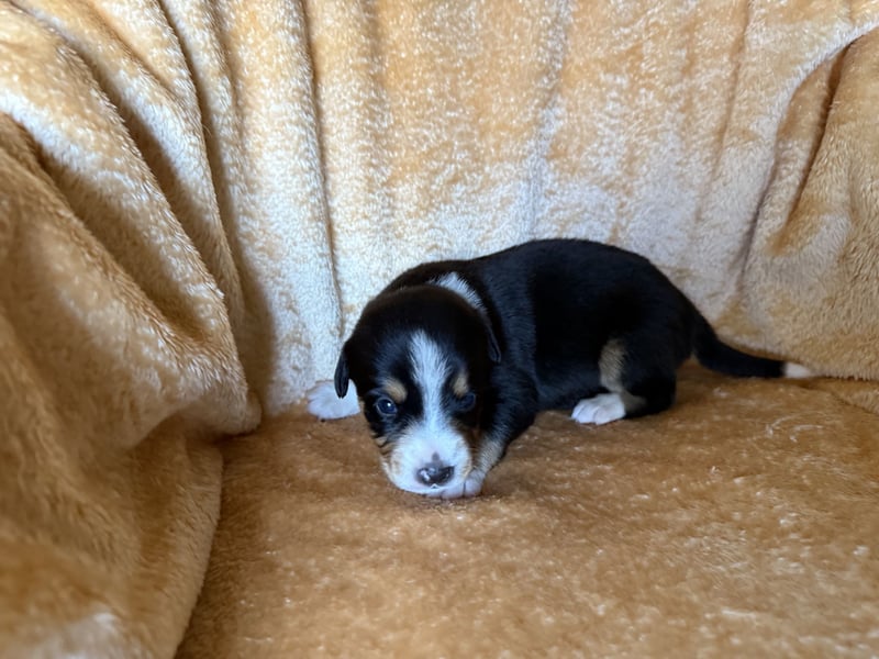 Entlebucher Sennenhund Welpen