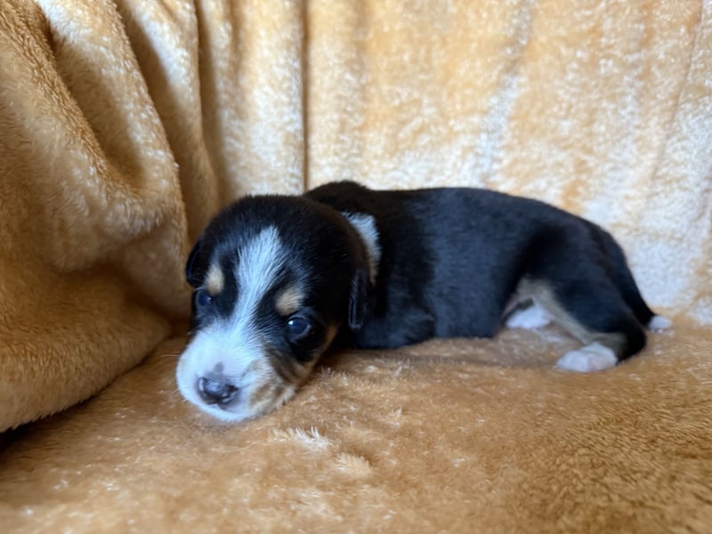 Entlebucher Sennenhund Welpen