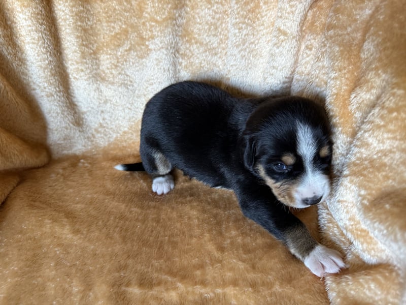 Entlebucher Sennenhund Welpen