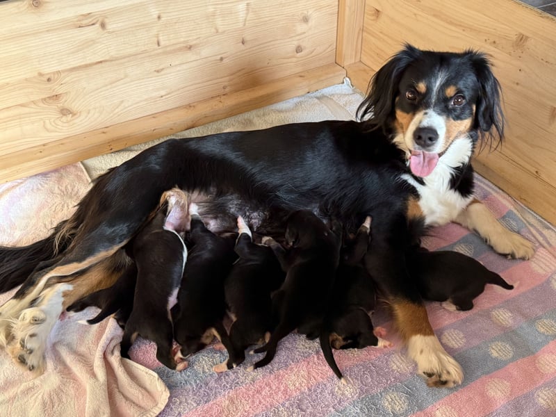 Entlebucher Sennenhund Welpen