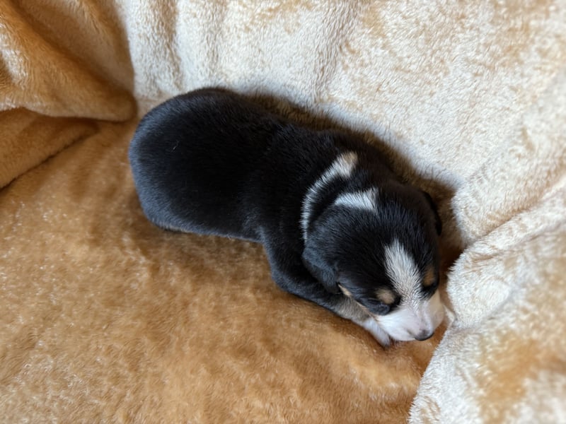 Entlebucher Sennenhund Welpen