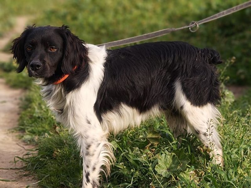 CHUCK – sanfter Kämpfer mit neuem Lebensmut sucht liebevolles Für-immer- Zuhause