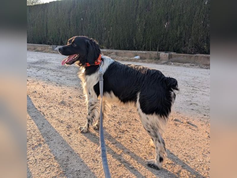 CHUCK – sanfter Kämpfer mit neuem Lebensmut sucht liebevolles Für-immer- Zuhause