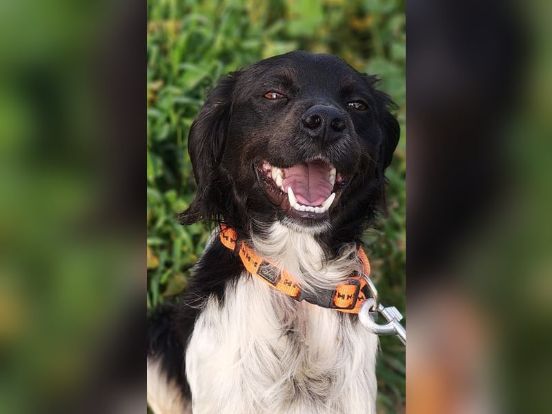 CHUCK – sanfter Kämpfer mit neuem Lebensmut sucht liebevolles Für-immer- Zuhause