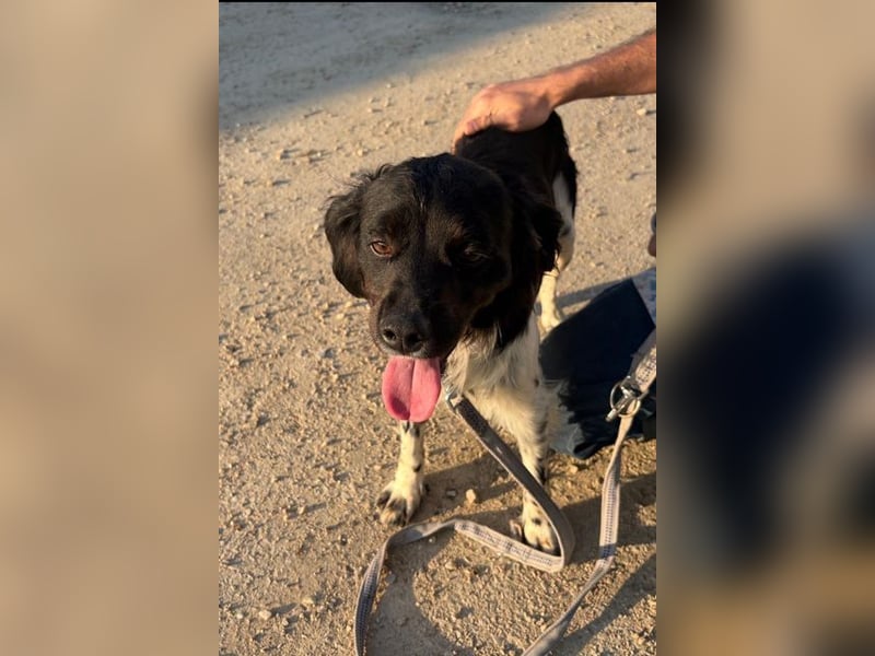 CHUCK – sanfter Kämpfer mit neuem Lebensmut sucht liebevolles Für-immer- Zuhause