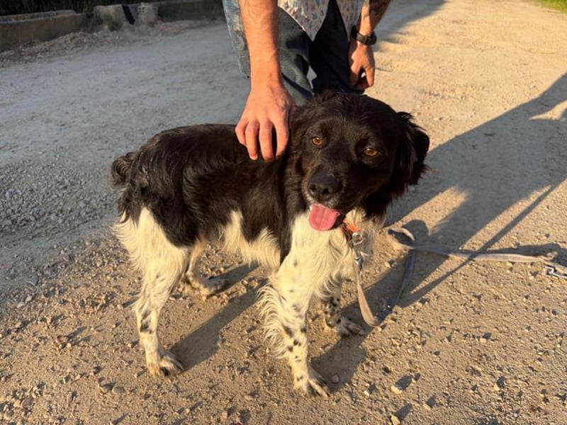 CHUCK – sanfter Kämpfer mit neuem Lebensmut sucht liebevolles Für-immer- Zuhause