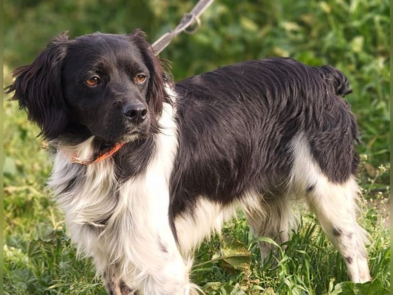 CHUCK – sanfter Kämpfer mit neuem Lebensmut sucht liebevolles Für-immer- Zuhause