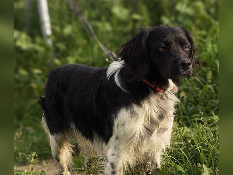 CHUCK – sanfter Kämpfer mit neuem Lebensmut sucht liebevolles Für-immer- Zuhause