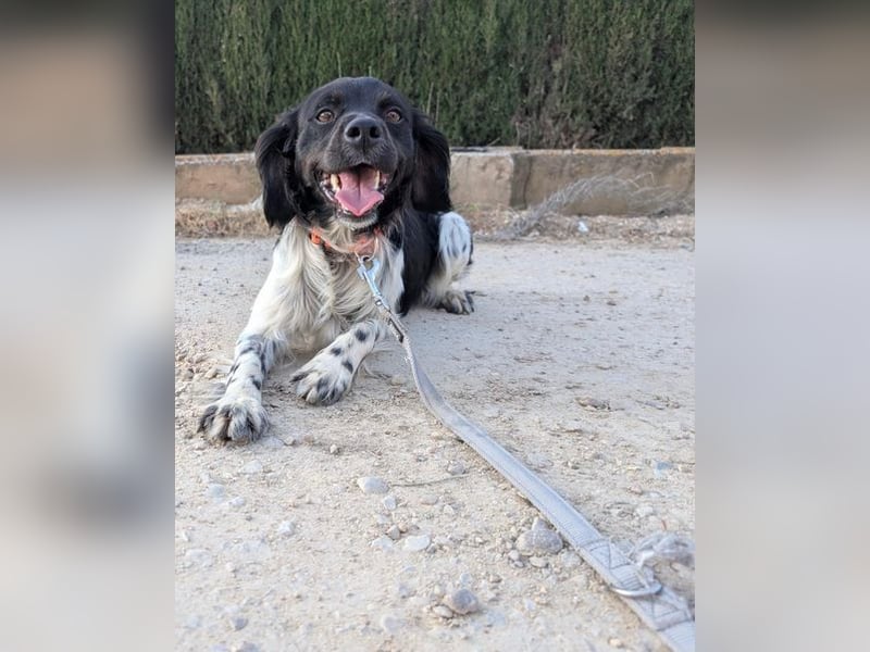 CHUCK – sanfter Kämpfer mit neuem Lebensmut sucht liebevolles Für-immer- Zuhause