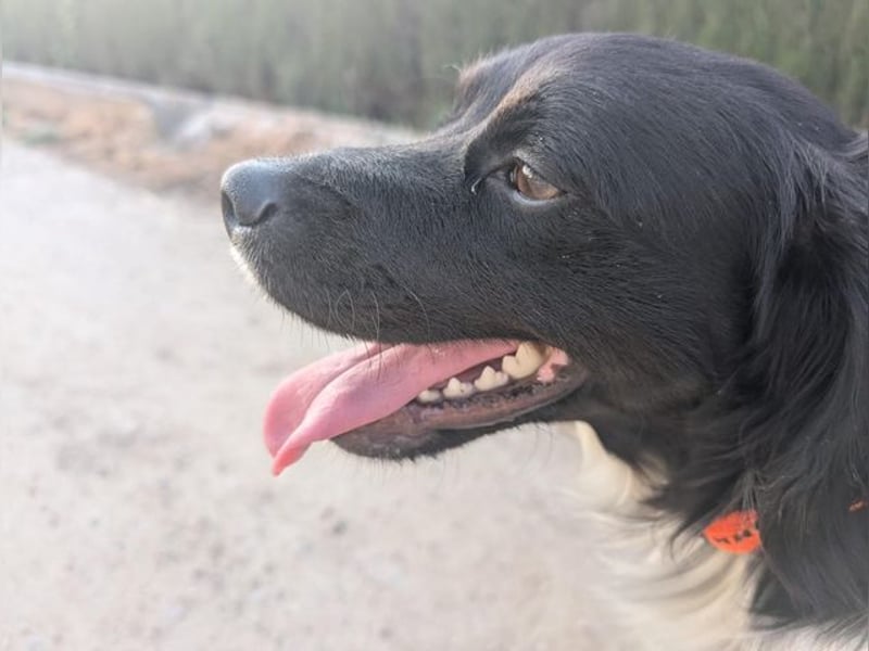 CHUCK – sanfter Kämpfer mit neuem Lebensmut sucht liebevolles Für-immer- Zuhause