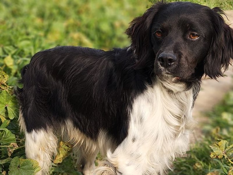 CHUCK – sanfter Kämpfer mit neuem Lebensmut sucht liebevolles Für-immer- Zuhause