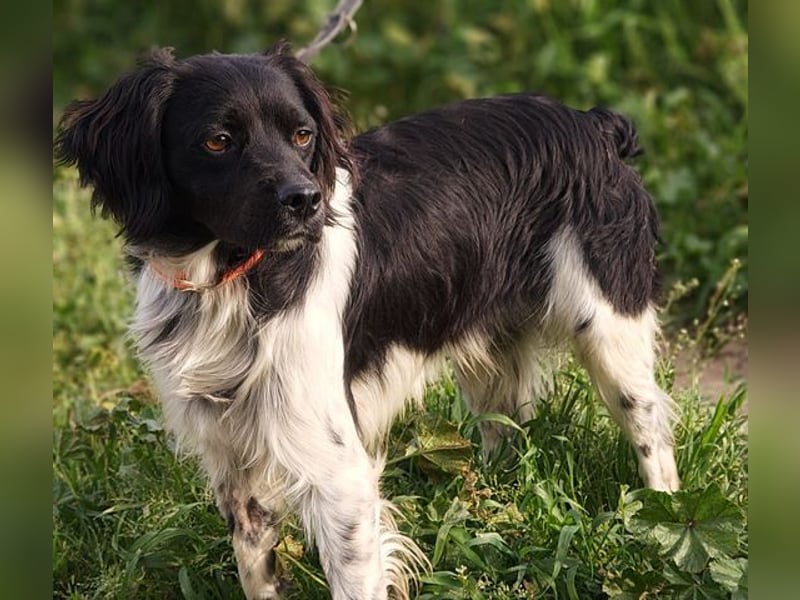 CHUCK – sanfter Kämpfer mit neuem Lebensmut sucht liebevolles Für-immer- Zuhause