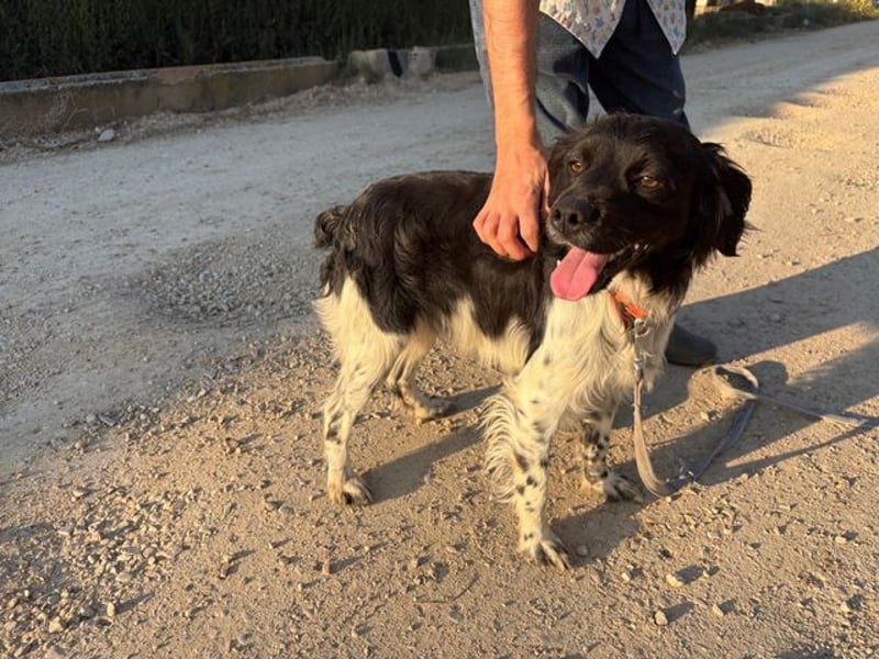 CHUCK – sanfter Kämpfer mit neuem Lebensmut sucht liebevolles Für-immer- Zuhause