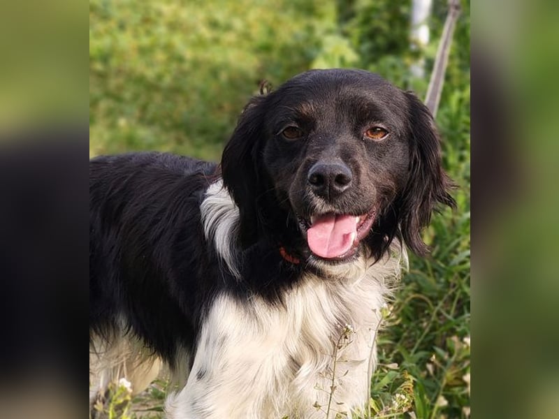 CHUCK – sanfter Kämpfer mit neuem Lebensmut sucht liebevolles Für-immer- Zuhause