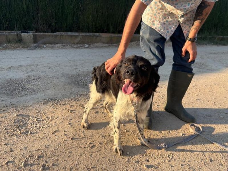 CHUCK – sanfter Kämpfer mit neuem Lebensmut sucht liebevolles Für-immer- Zuhause