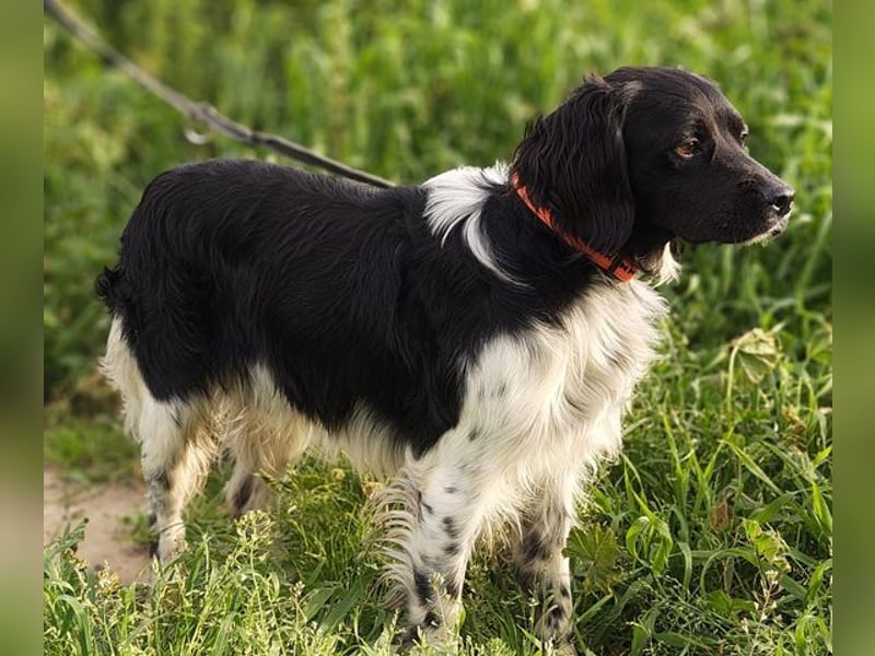 CHUCK – sanfter Kämpfer mit neuem Lebensmut sucht liebevolles Für-immer- Zuhause