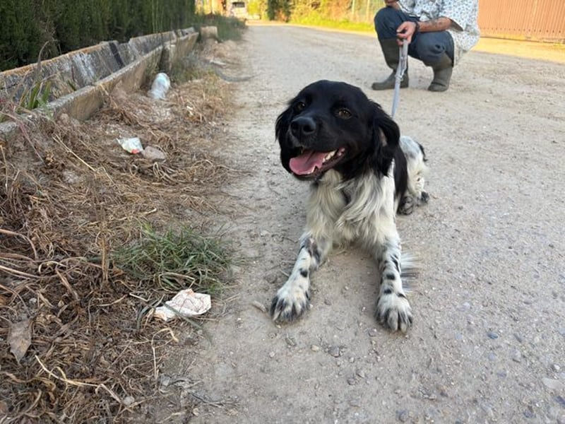 CHUCK – sanfter Kämpfer mit neuem Lebensmut sucht liebevolles Für-immer- Zuhause