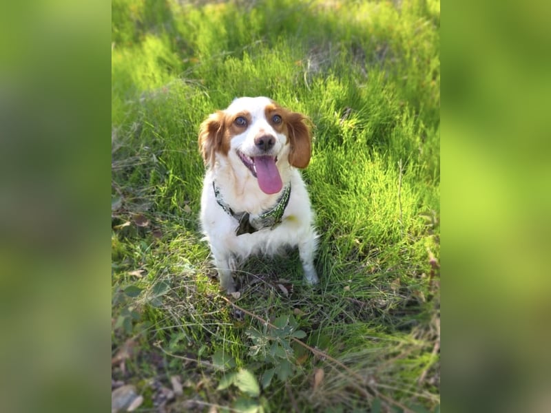 Emma eine bretonische Spaniel Hündin