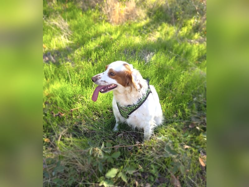 Emma eine bretonische Spaniel Hündin