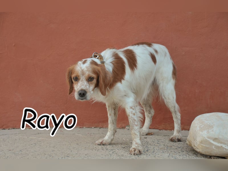 Darf der sanfte Rayo dein Herz berühren? Darf der sanfte Rayo dein Herz berühren?
