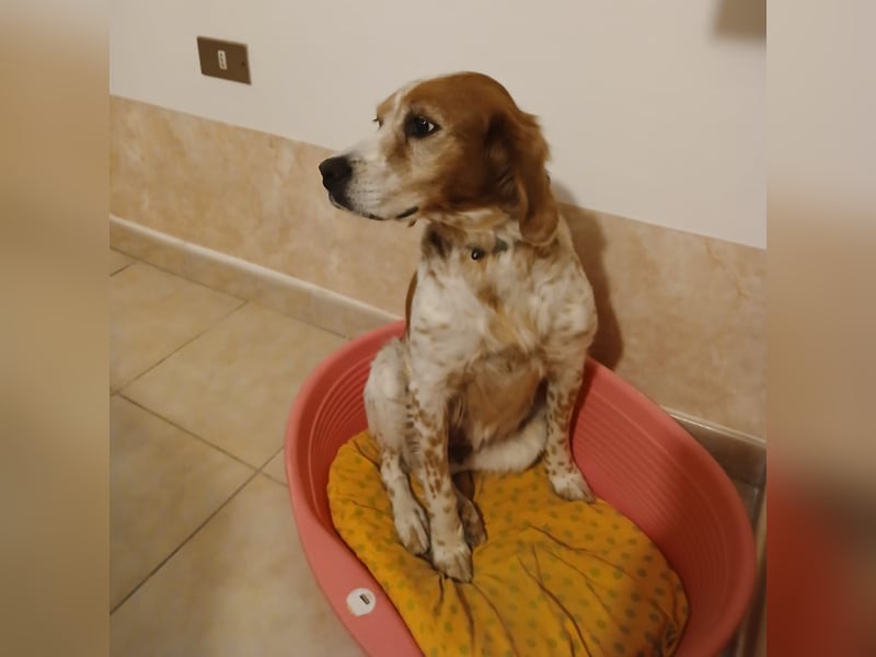 Diana - junge Bretonin sucht ihr Für-Immer-Zuhause – liebevoll, klug und voller Lebensfreude