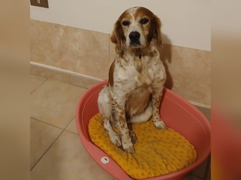 Diana - junge Bretonin sucht ihr Für-Immer-Zuhause – liebevoll, klug und voller Lebensfreude