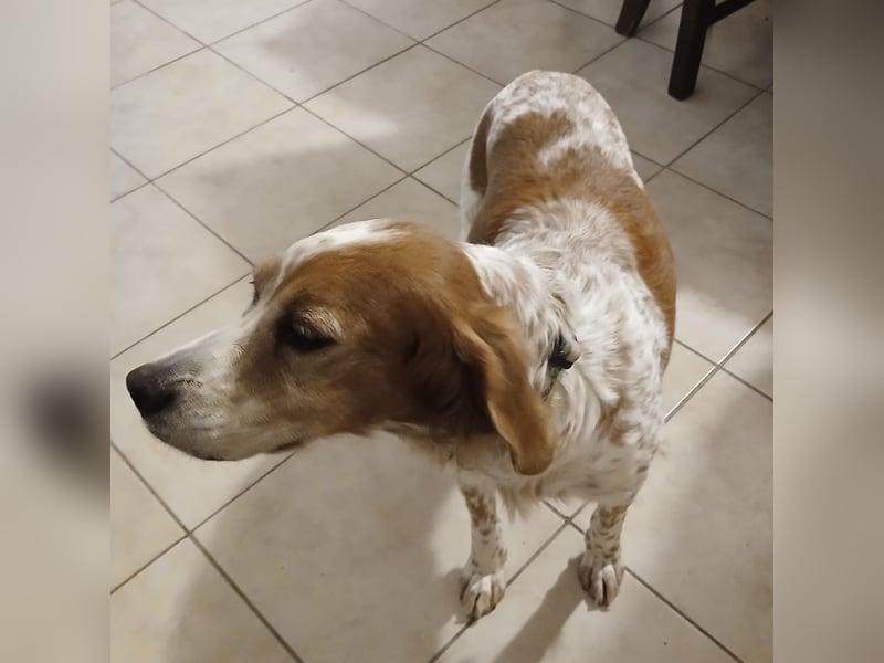 Diana - junge Bretonin sucht ihr Für-Immer-Zuhause – liebevoll, klug und voller Lebensfreude