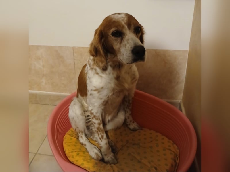 Diana - junge Bretonin sucht ihr Für-Immer-Zuhause – liebevoll, klug und voller Lebensfreude