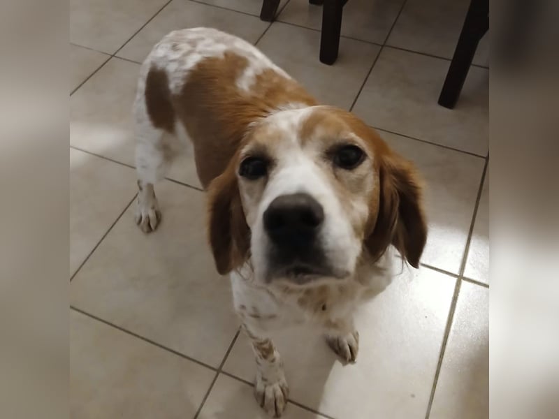 Diana - junge Bretonin sucht ihr Für-Immer-Zuhause – liebevoll, klug und voller Lebensfreude