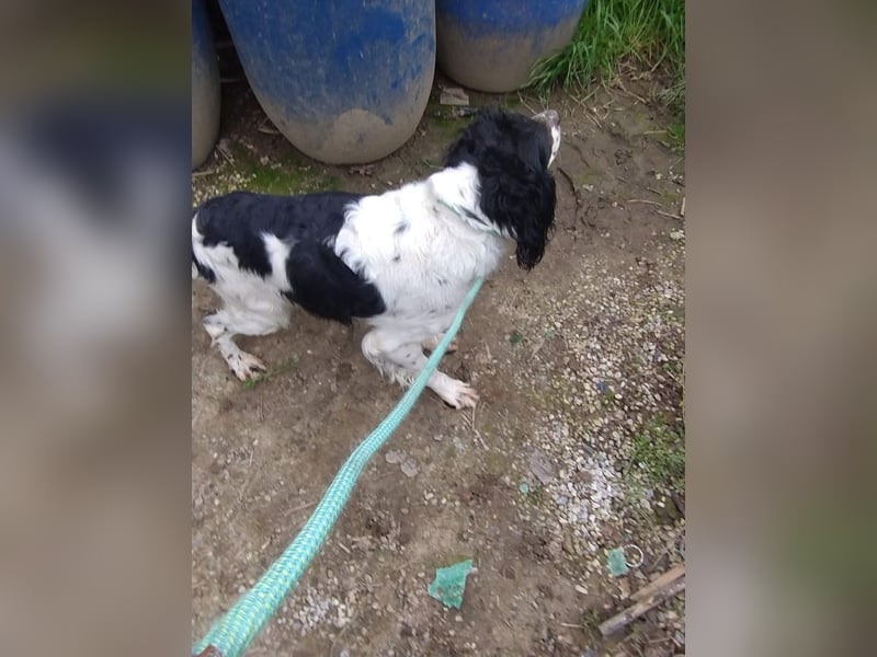 Brina - kleine Jägerin mit großem Herz und Freude am Leben