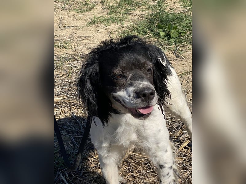 Brina - kleine Jägerin mit großem Herz und Freude am Leben