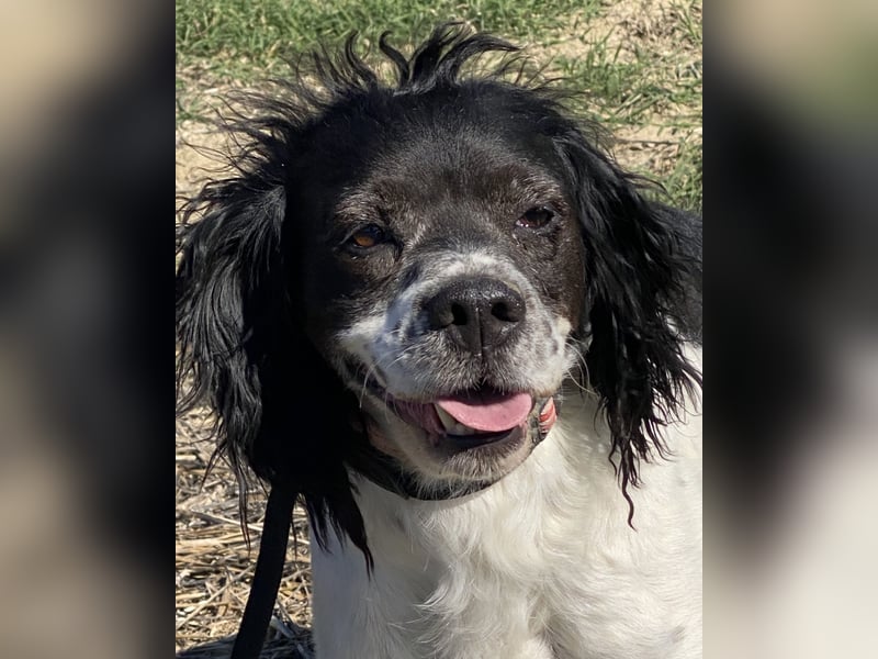 Brina - kleine Jägerin mit großem Herz und Freude am Leben