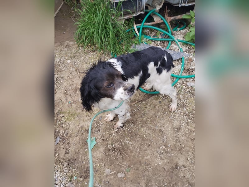 Brina - kleine Jägerin mit großem Herz und Freude am Leben